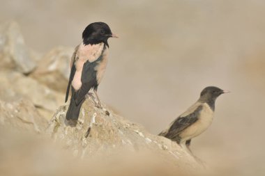 Gül Sığırcık - Taşların üzerindeki Papaz Gül