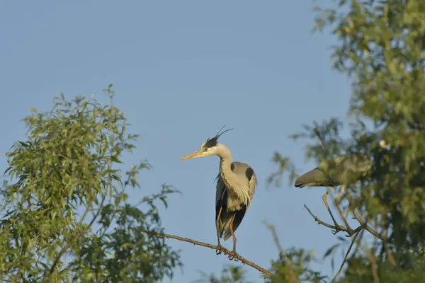 Gri Heron - Ardea Cinerea