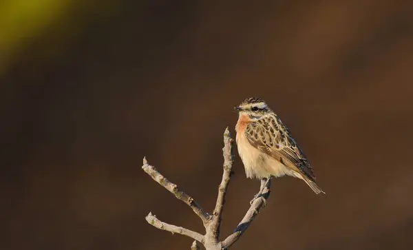 Saxicola Rubetra bahçede.