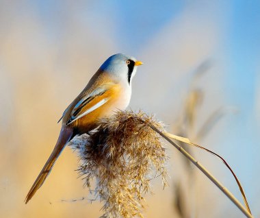 sakallı meme - panurus biarmicus