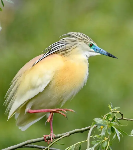 squacco heron - Ardeola ralloides