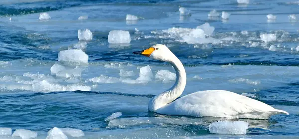 ötücü kuğu - cygnus cygnus