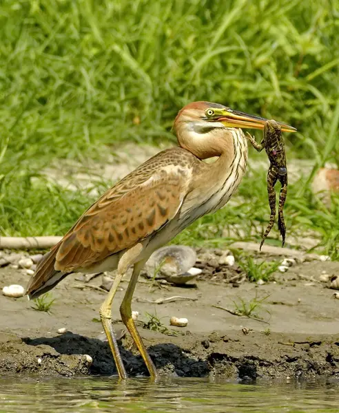 Mor balıkçıl - Öğle yemeğinde Ardea purpurea