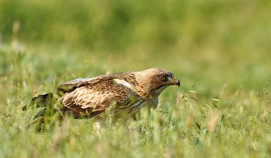 Çizmeli kartal - Aquila pennata