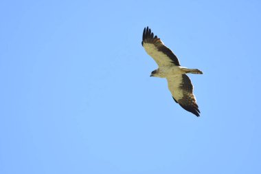 Çizmeli kartal - Aquila pennata