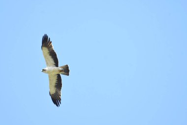 Çizmeli kartal - Aquila pennata