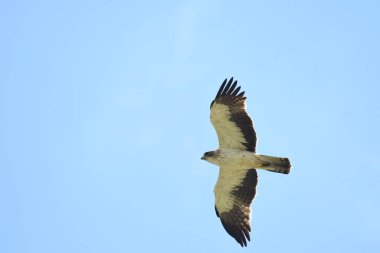 Çizmeli kartal - Aquila pennata