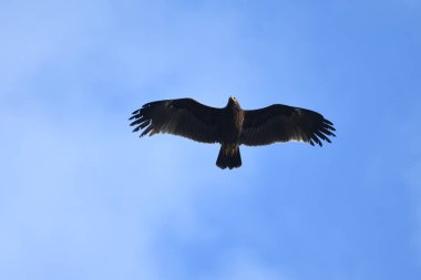 Daha büyük benekli kartal - Clanga clanga