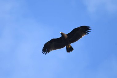 Daha büyük benekli kartal - Clanga clanga