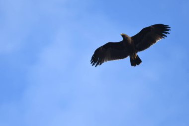 Daha büyük benekli kartal - Clanga clanga