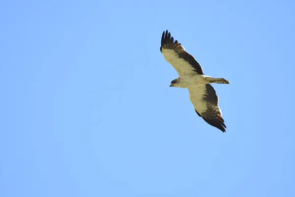 Çizmeli kartal - Aquila pennata