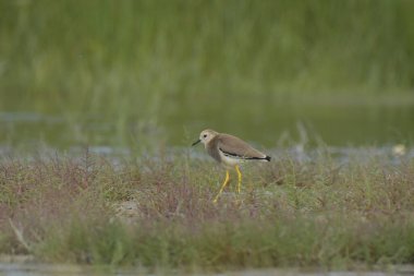 Beyaz kuyruklu yağmurkuşu - (Vanellus lucurus)