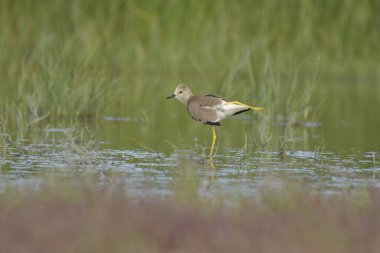 Beyaz kuyruklu yağmurkuşu - (Vanellus lucurus)