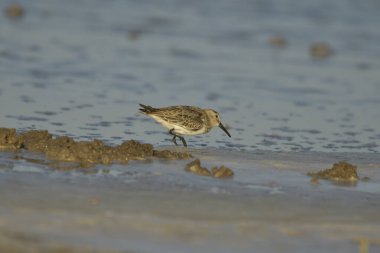 Dunlin - (Kalidris alpina) su üzerinde