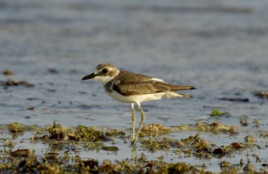 Daha büyük kum küreme aracı (Charadrius leschenaultii)