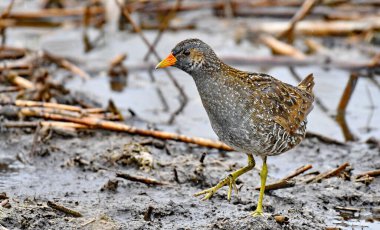 Görüldü Crake - Porzana porza on wat