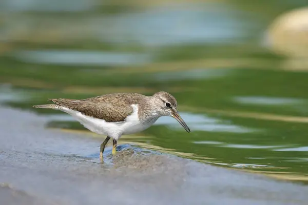 Suda yaygın Sandpiper - (Actitis hypoleucos)