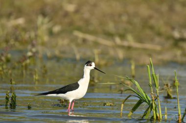 Kara kanatlı stilt - Himantopus himantopus