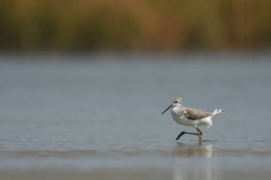 Marsh Sandpiper - (Tringa stagnatilis) su üzerinde