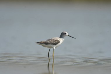 Marsh Sandpiper - (Tringa stagnatilis) su üzerinde