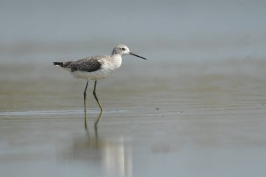 Marsh Sandpiper - (Tringa stagnatilis) su üzerinde