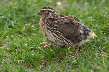 Yaygın bıldırcın - (Coturnix coturnix) çimenlerin üzerinde