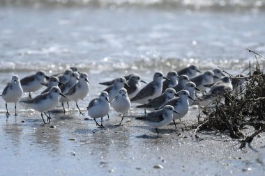 Sanderling - Calidris Alba suyun üstünde