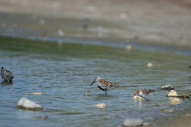 Dunlin - Calidris alpina on water clipart