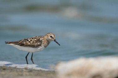 Temmincks kuşu (Calidris temmincki) 