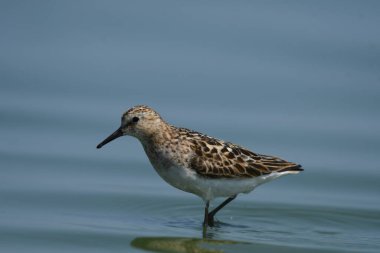 little stint - calidris minuta clipart