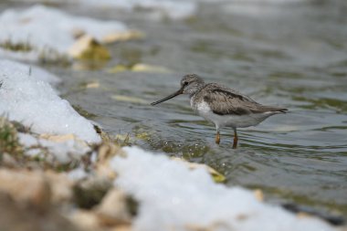 Terek düdükçünü (Xenus cinereus) 