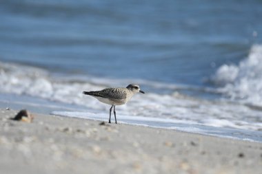 Gri yağmurluk - Pluvialis squatarola