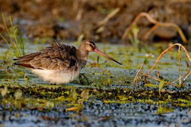 black tailed godwit - limosa limosa clipart