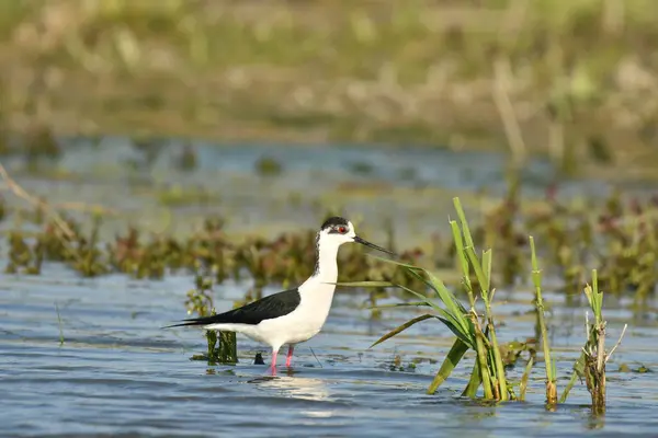 Kara kanatlı stilt - Himantopus himantopus