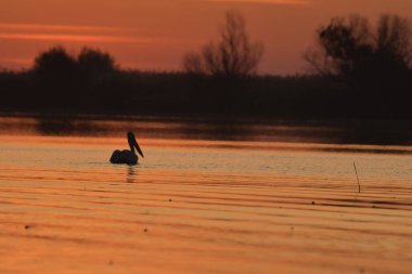 Bitkiler ve kuşlarla gölde gün batımı