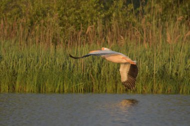 Beyaz kuyruklu pelikan - Pelecanus onocrotalus