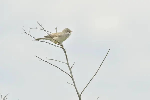 Genel Beyazboğaz - (Sylvia Communis) şubede