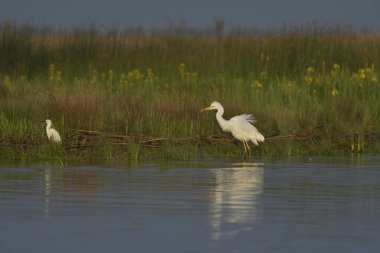 Great Egret - (Ardea alba) in the Danube Delta - Romania clipart