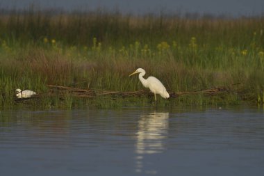 Büyük Akbalıkçıl - (Ardea alba) Tuna Deltasında - Romanya