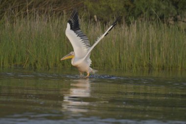 Uçan beyaz pelikan - Pelecanus onocrotalus