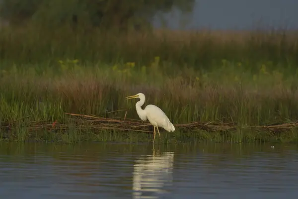 Büyük Akbalıkçıl - (Ardea alba) Tuna Deltasında - Romanya