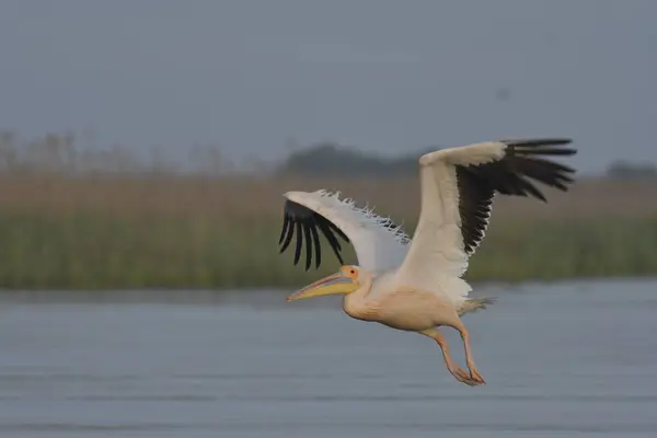 Uçan beyaz pelikan - Pelecanus onocrotalus