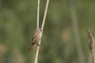 Bearded tit - Panurus biarmicus on reed