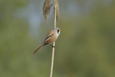Bearded tit  - (Panurus biarmicus)Read More  on reed