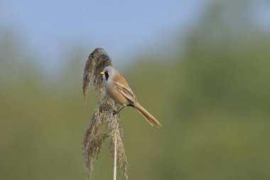Bearded tit  - (Panurus biarmicus)Read More  on reed