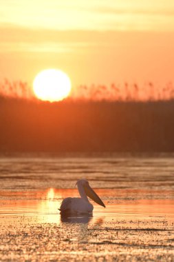 Göl kenarındaki beyaz pelikanlar - Pelecanus onocrotalus