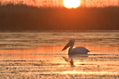 Göl kenarındaki beyaz pelikanlar - Pelecanus onocrotalus