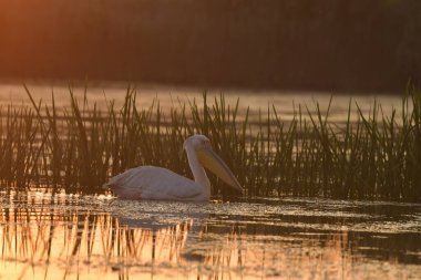 Göl kenarındaki beyaz pelikanlar - Pelecanus onocrotalus