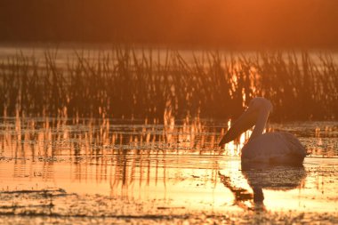 Göl kenarındaki beyaz pelikanlar - Pelecanus onocrotalus