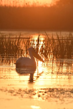 Göl kenarındaki beyaz pelikanlar - Pelecanus onocrotalus